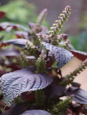 Perilla nankinensis / shiso