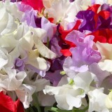 Lathyrus mengsel