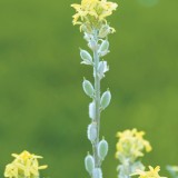 Romeinse schildjes (Fibigia clypeata) bloeiend
