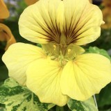 Tropaeolum majus Glorious gleam