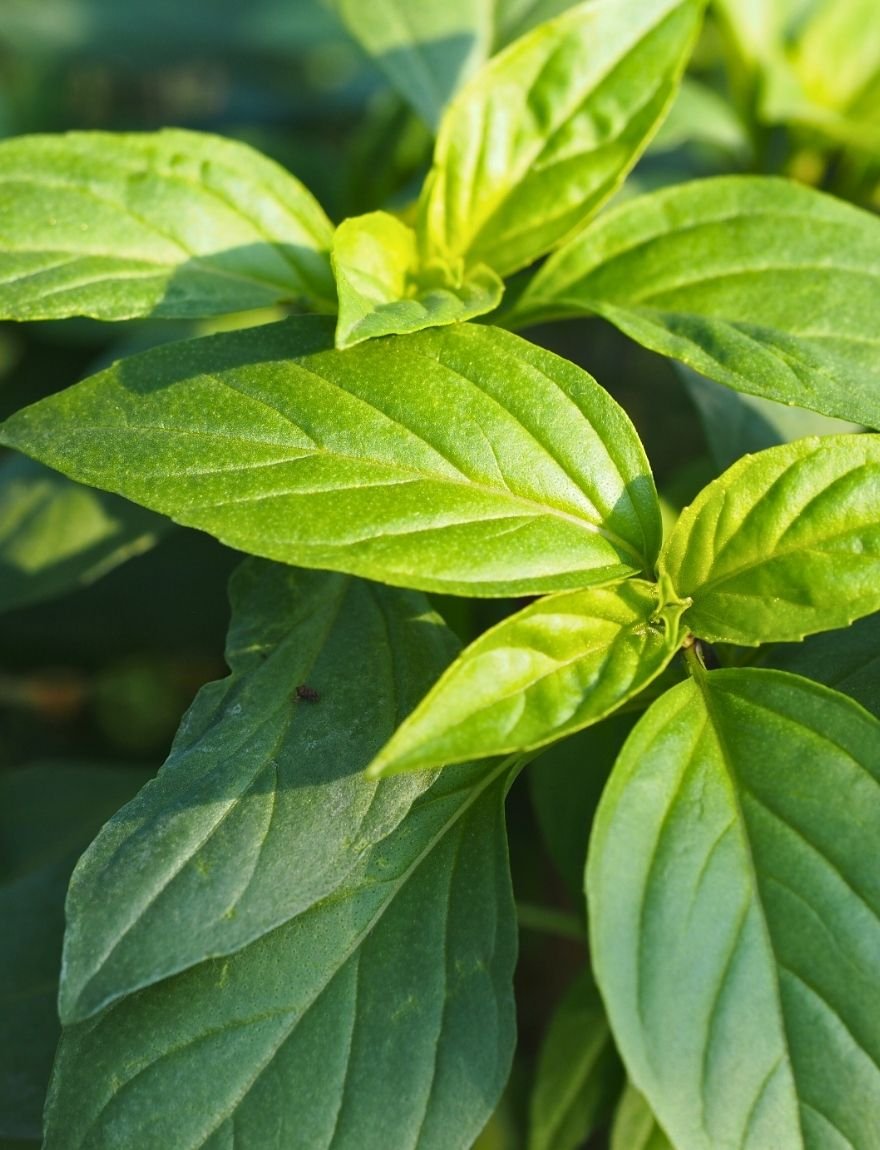 Ocimum basilicum 'Siam Queen'
