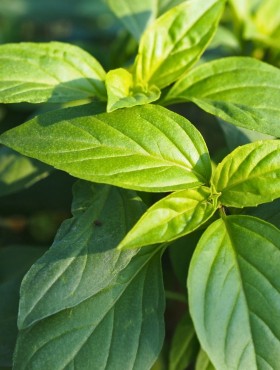 Ocimum basilicum 'Siam Queen'