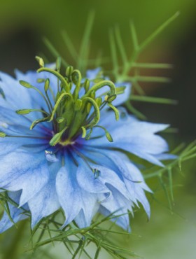 Exotic blue flower. Black cumin flower