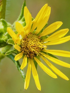 silphium laciniatum