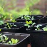 Lathyrus tuberosus