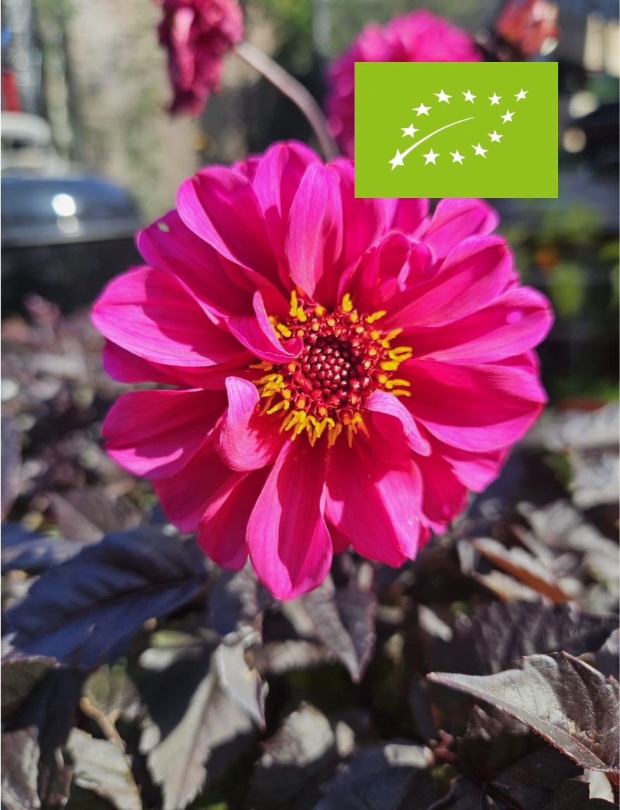 Siertuinpakket (biologisch)