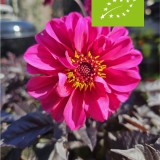 Siertuinpakket (biologisch)