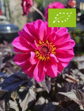 Siertuinpakket (biologisch)