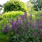 Stachys officinalis (Betonica officinalis) / betonie