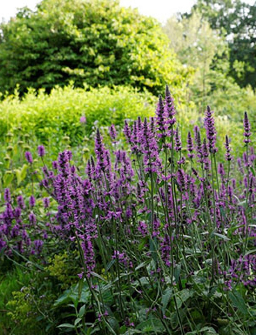 Stachys officinalis (Betonica officinalis) / betonie - Groei & Bloei shop
