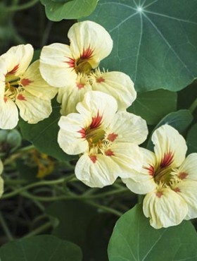 Yellow flowers of garden nasturtium, indian cress, edible plants and flowers