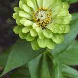 Zinnia elegans 'Envy'