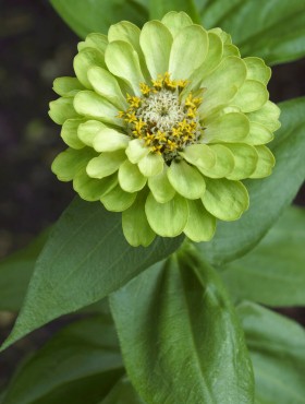 Zinnia elegans 'Envy'