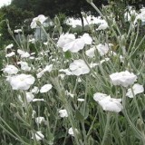 Lychnis coronaria Alba