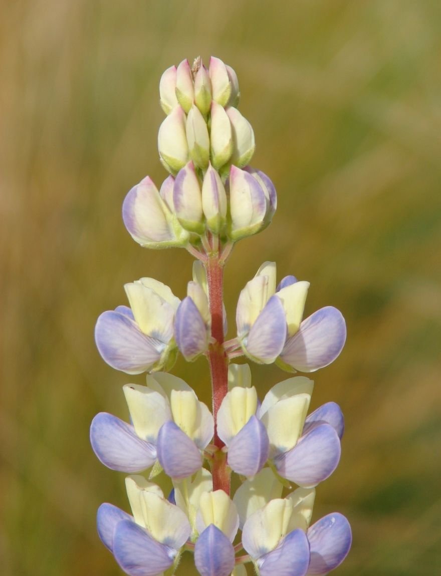 Lupinus cruickshankii ‘Sunrise’