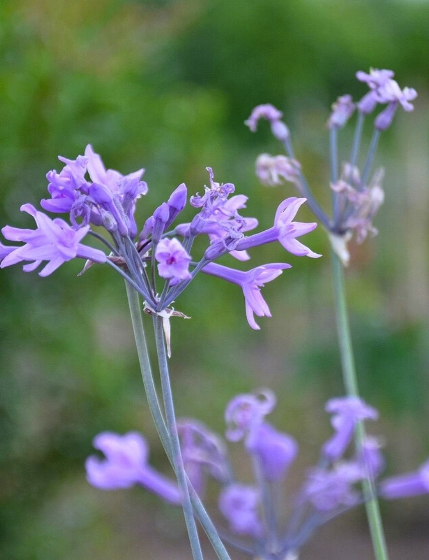 Tulbaghia violacea
