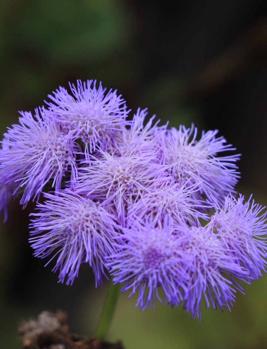 Ageratum houstonianum