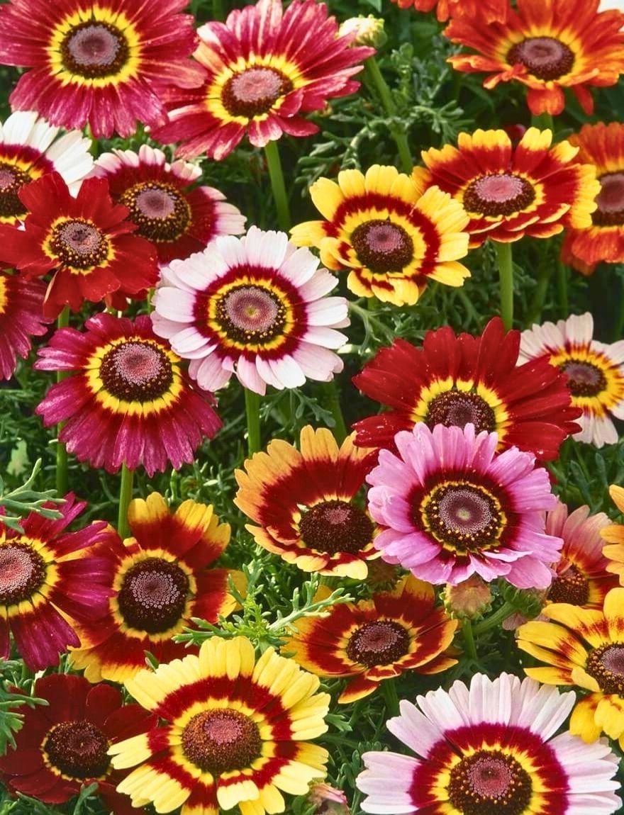 chrysanthemum carinatum flame shades
