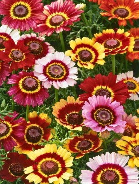chrysanthemum carinatum flame shades