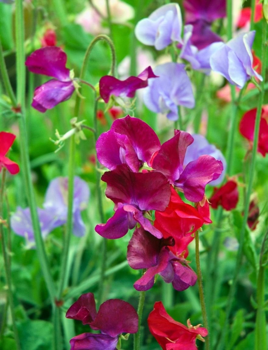 Lathyrus mengsel