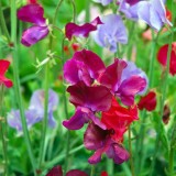 Lathyrus mengsel