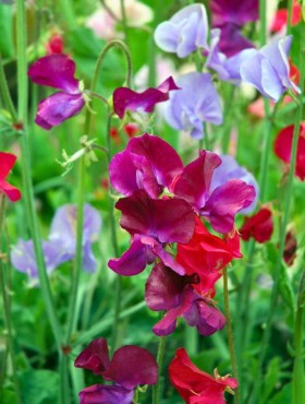 Lathyrus mengsel