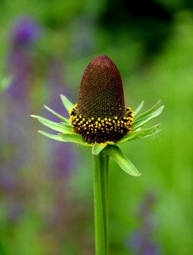 Rudbeckia occidentalis 'Green Wizard'