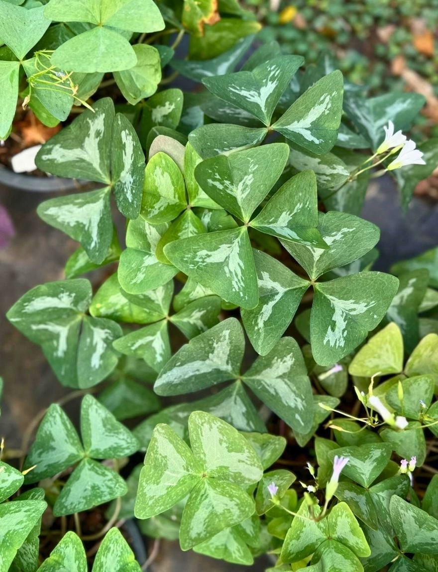 oxalis triangularis 'marmer'