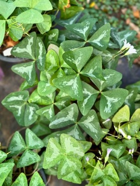 oxalis triangularis 'marmer'