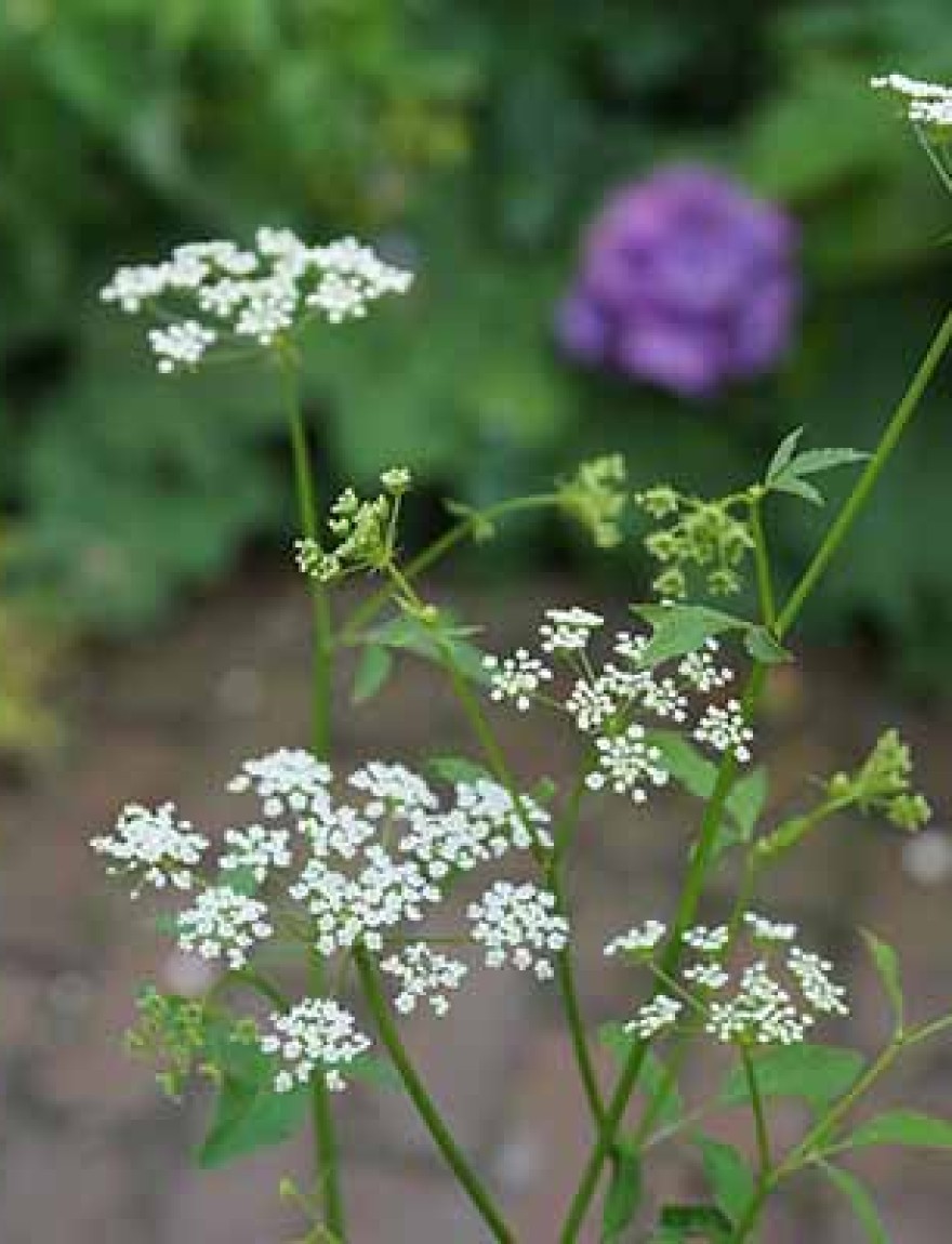Suikerwortel Sium sisarum