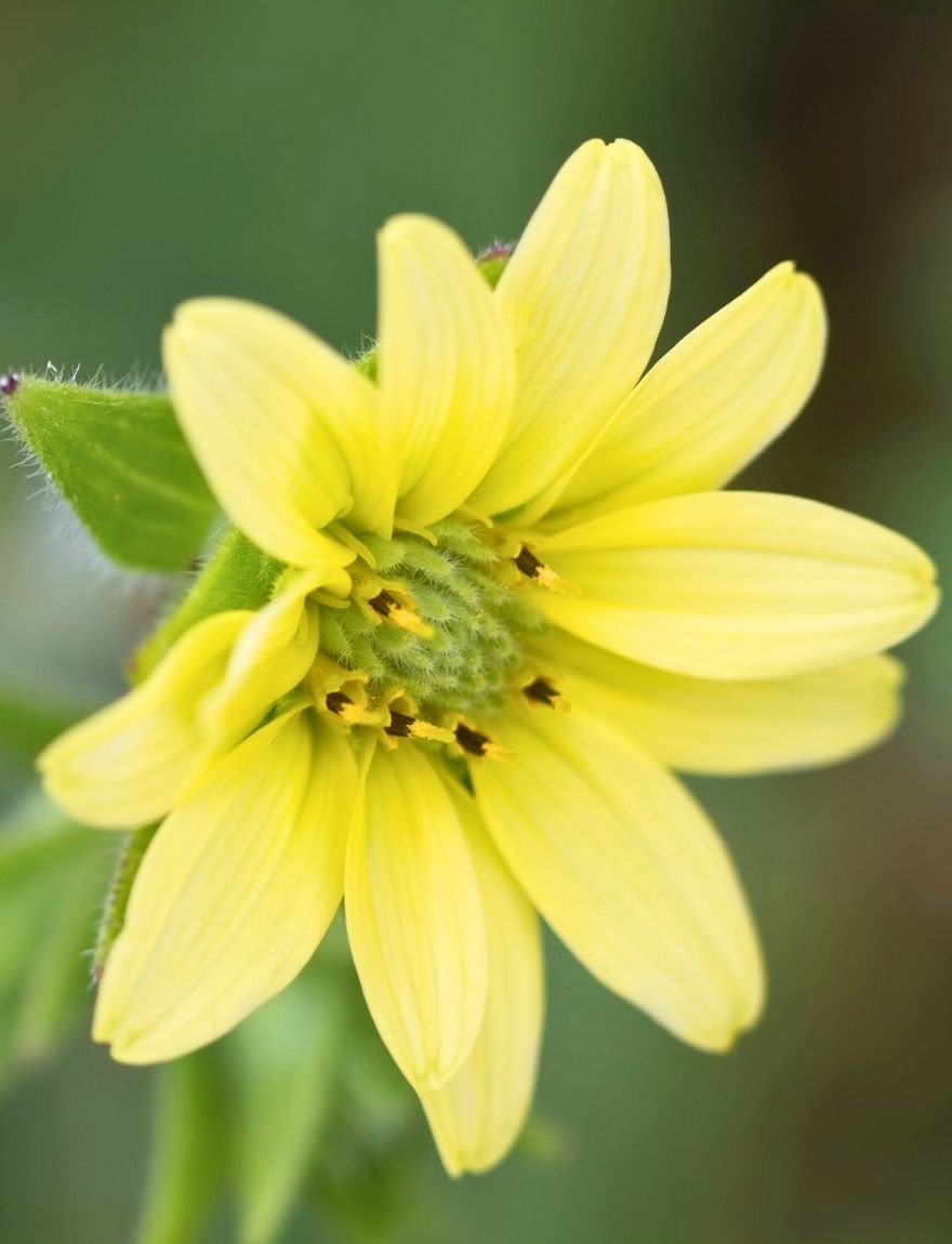 silphium mohrii