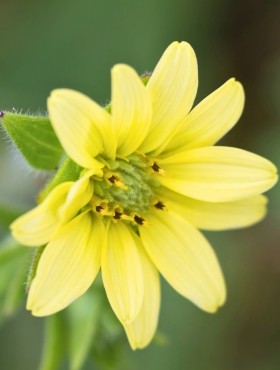 silphium mohrii