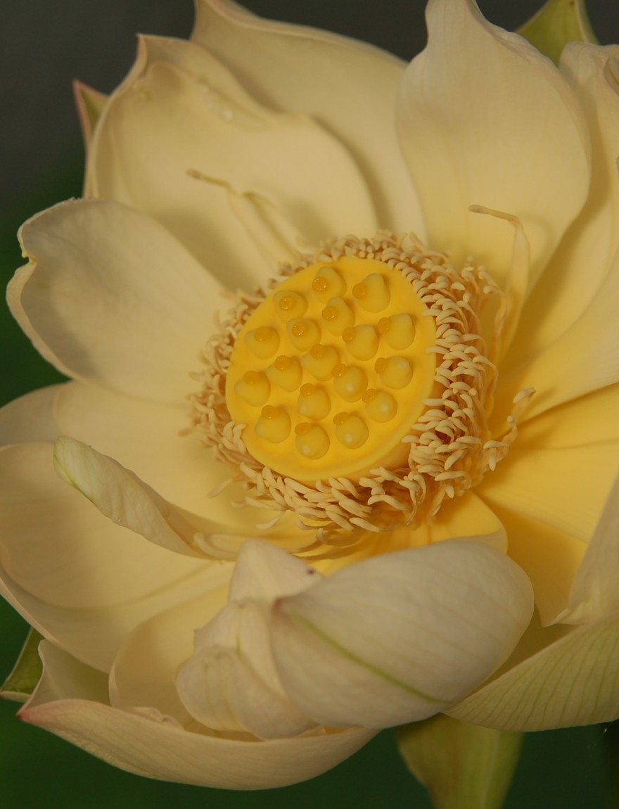 Nelumbo nucifera (geel)