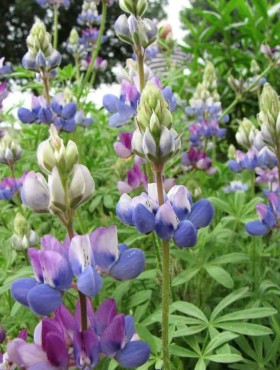 Lupinus hartwegii