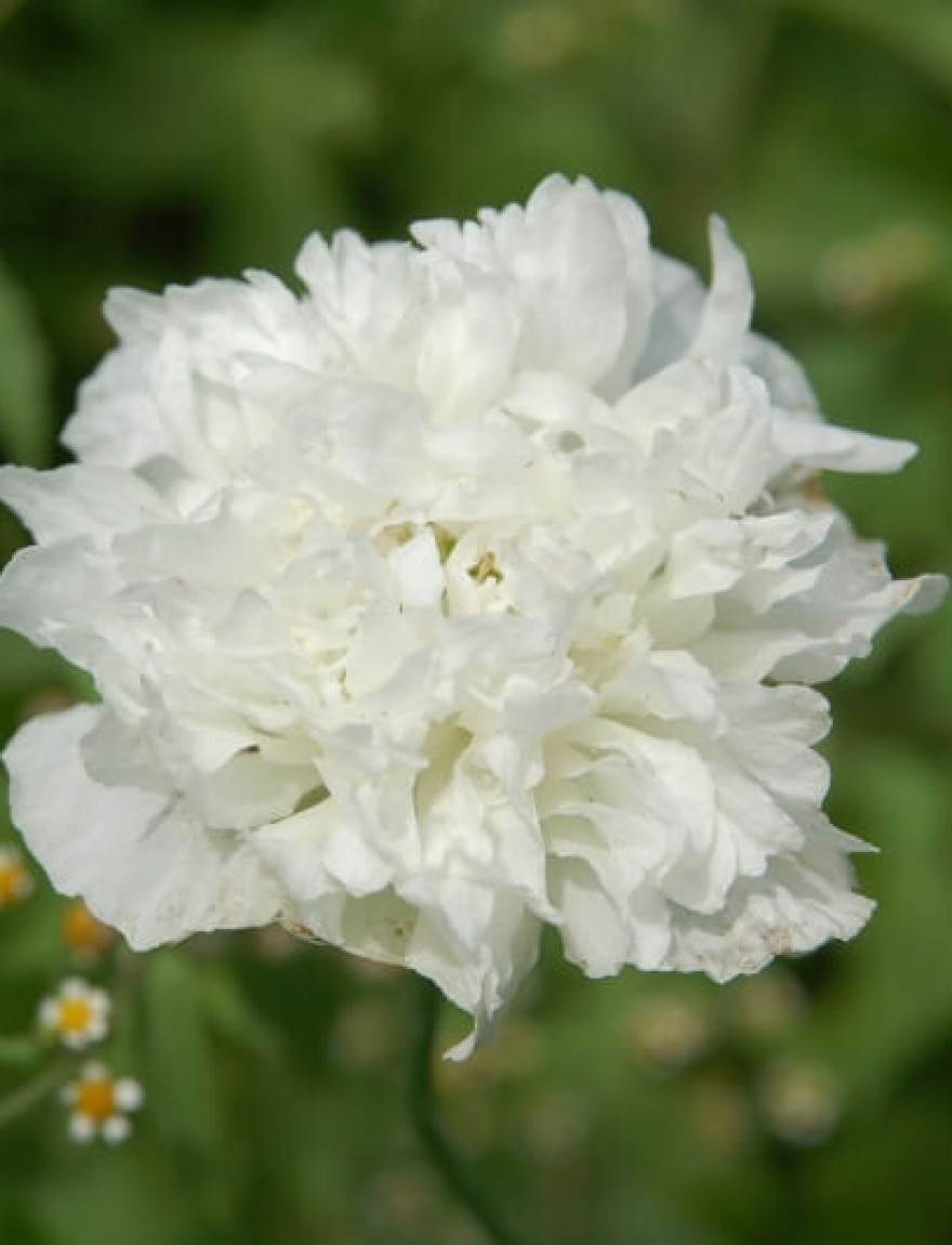 Papaver somniferum Swansdown