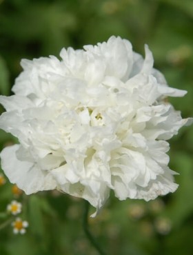 Papaver somniferum Swansdown