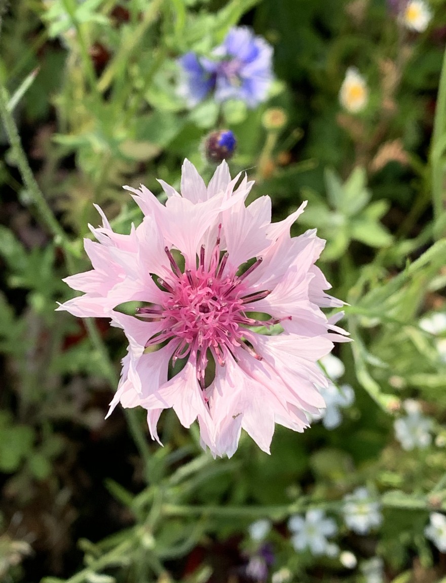 Centaurea cyanus 'Frosty Mixed'