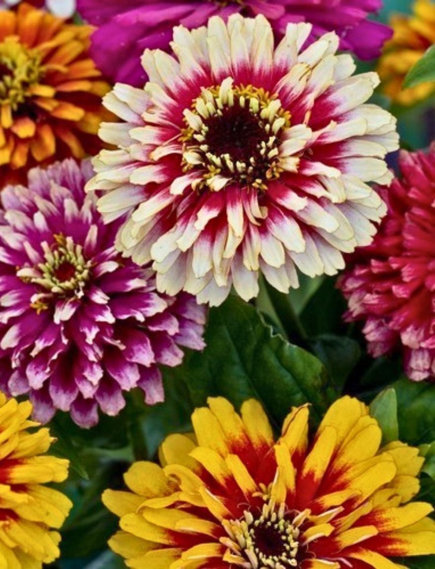Zinnia elegans 'Whirligig'