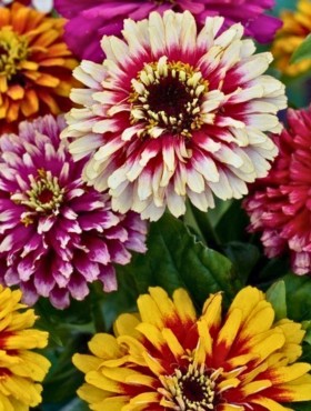 Zinnia elegans 'Whirligig'
