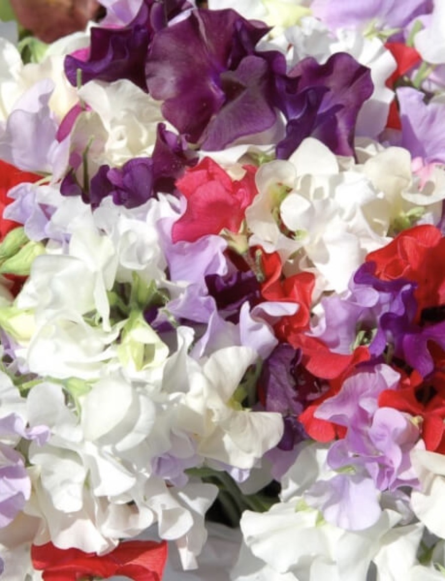 Lathyrus odoratus 'Noel Sutton'