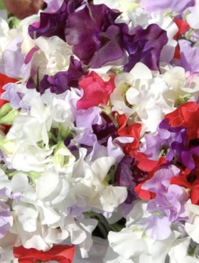 Lathyrus odoratus 'Noel Sutton'