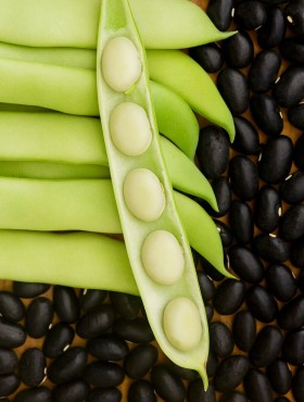 Struikboon Coco Noir