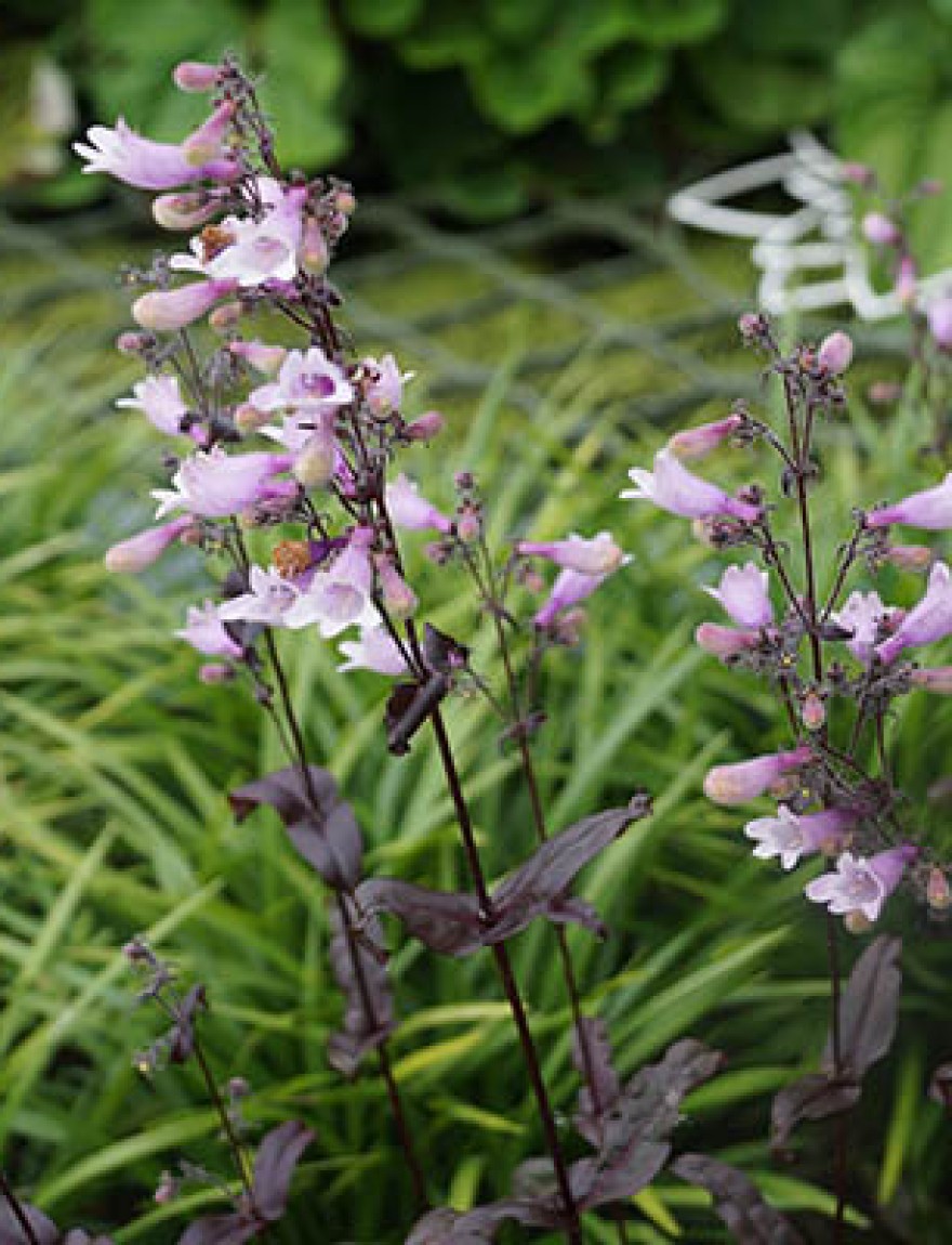 Penstemon digitalis 'Husker Red'