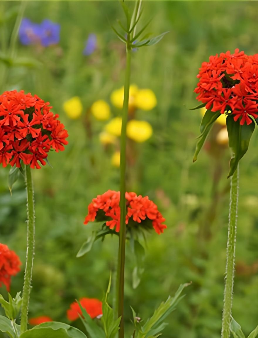 lychnis brandende liefde
