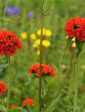 lychnis brandende liefde
