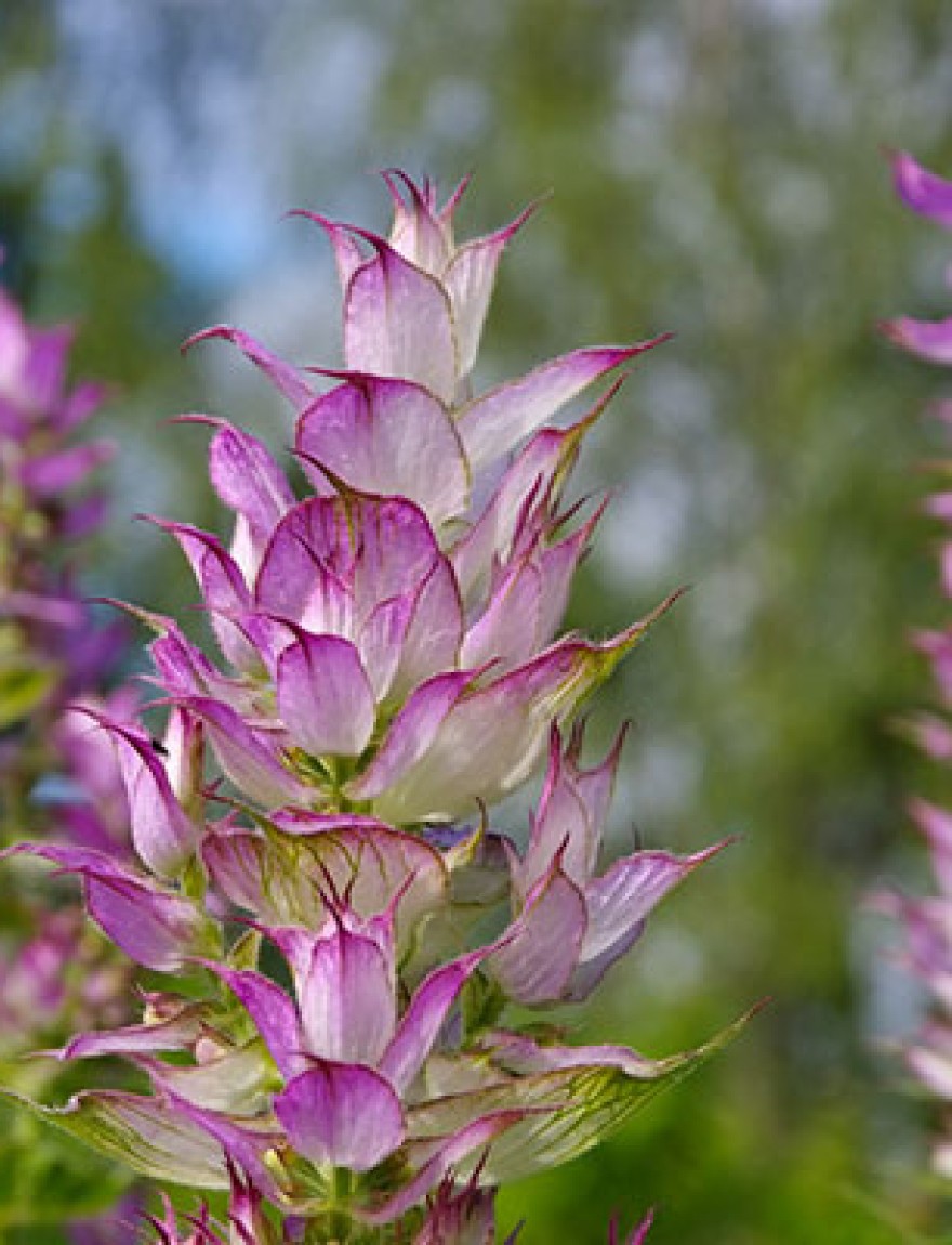 clary sage plant in garden in summer