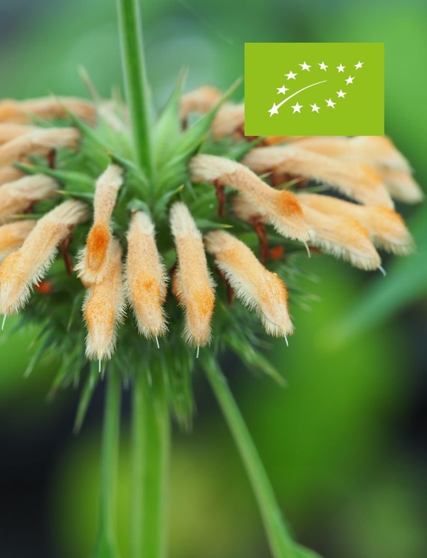 Leonotus nepetifolia