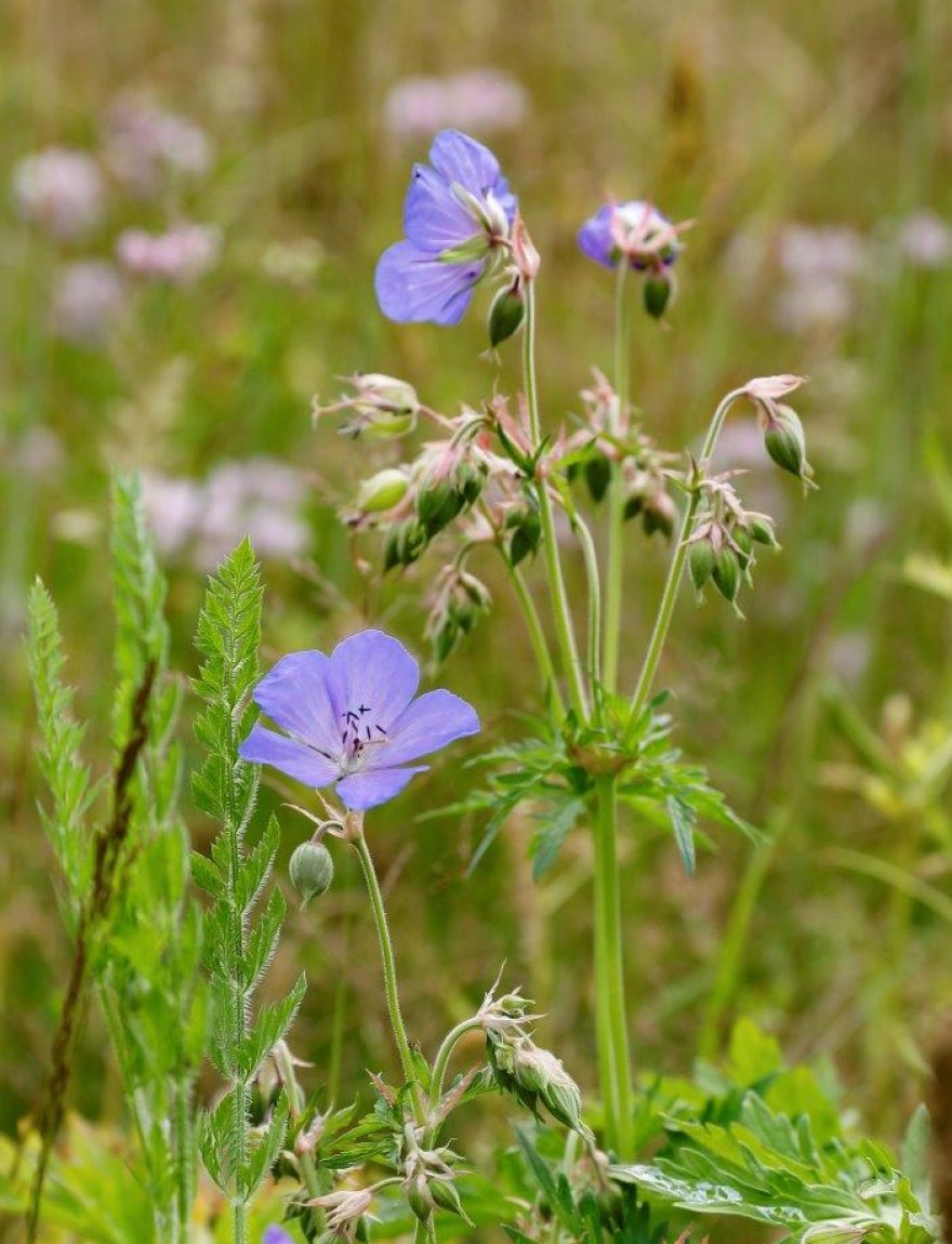 Geranium pratense