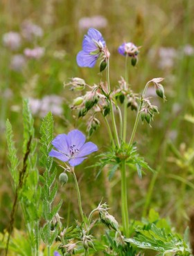Geranium pratense