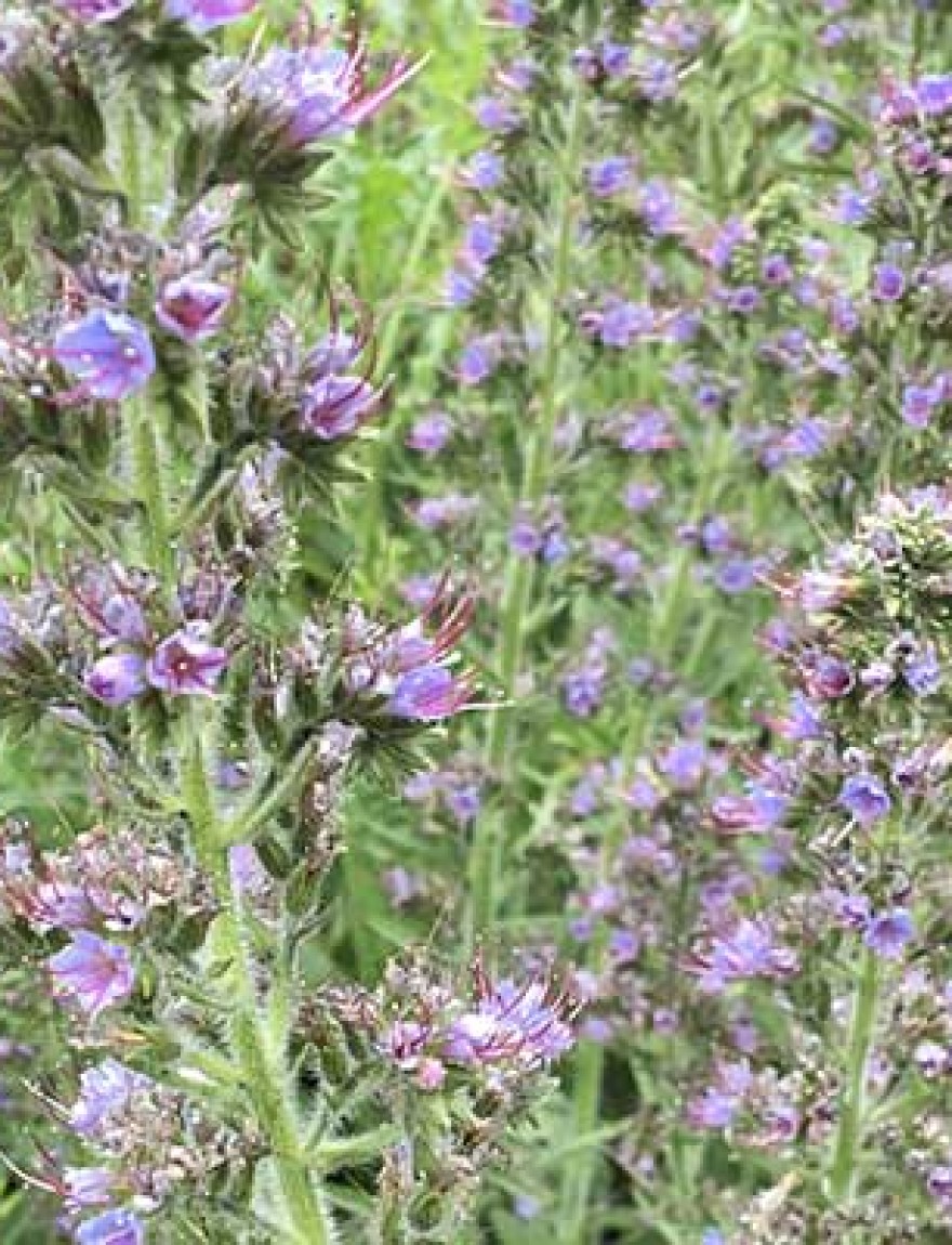Echium vulgare